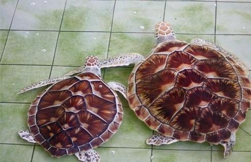 Turtle sanctuary